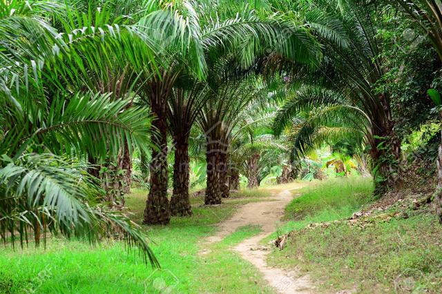 Pahang 50 acres freehold oil palm estate for sale 🔥🔥 1