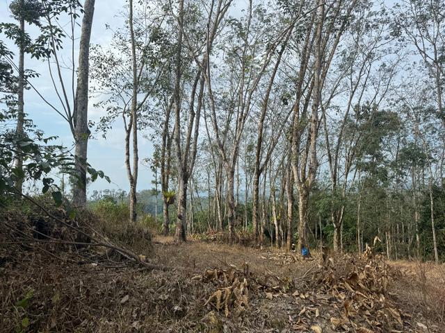 4.09 Acres Rubber Tree (Cinta Manis) near main road for sale 3