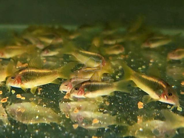 Carousel Image Selected