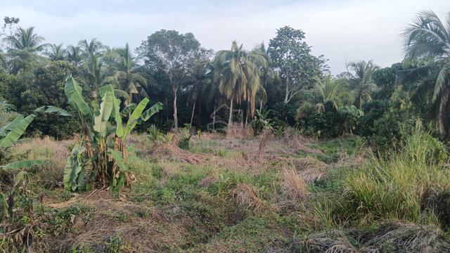 Dusun cantek 1