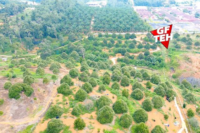 4.27 acre Residential Land | Durian Farm/Orchard Kuala Kangsar | Perak 1