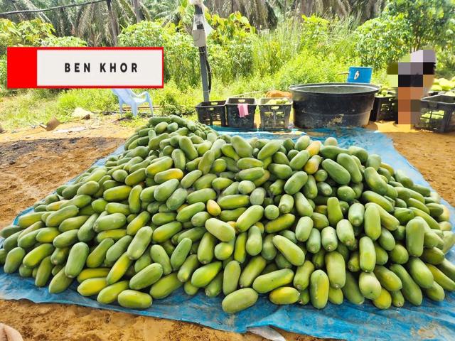 14.218 Acres | Agricultural Land | Papaya Garden| Selama | KEDAH 1