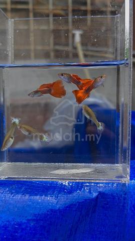 Carousel Image Selected