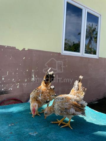 Anak ayam serama - photo 2 of 4