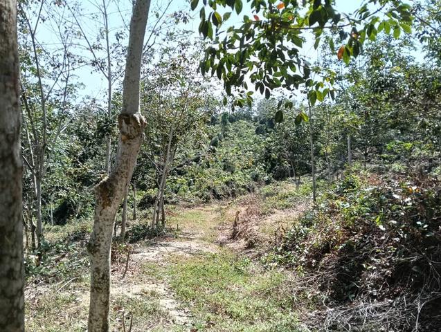 Easy access Agricultutal land Lendu Alor Gajah Melaka 1