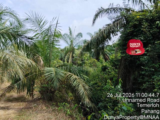 Baroh, KUALA BERA TANAH PERTANIAN UNTUK DIJUAL – BAROH, KUALA BERA 1