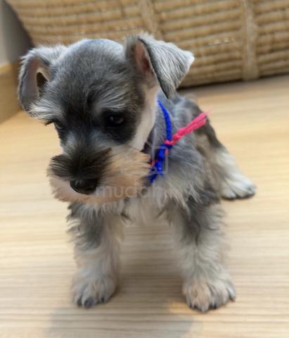 SCHNAUZER MINIATURE PUPPIES S119🌻 雪纳瑞 Available - photo 4 of 4