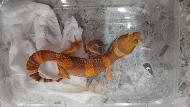 Tangerine Transer  - photo 3 of 3