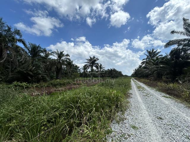 Tanah Pertanian Parit Wir Pontian 1