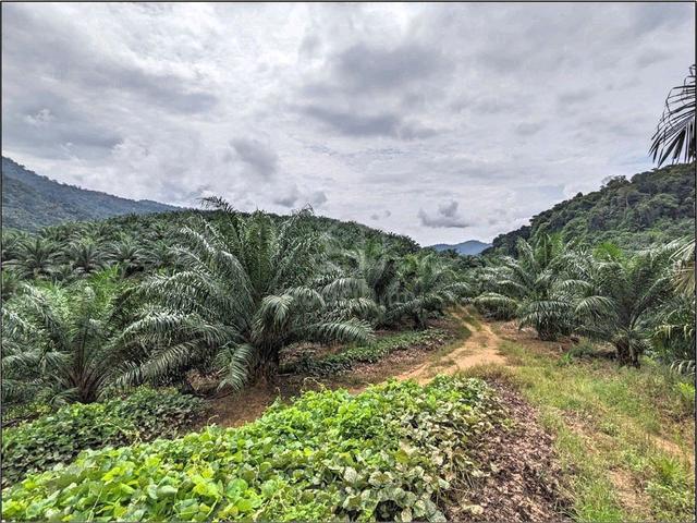 955 ACRE | 386 HECTARE 🔥 Palm Oil Sawit Plantation Sungai Siput Perak 1