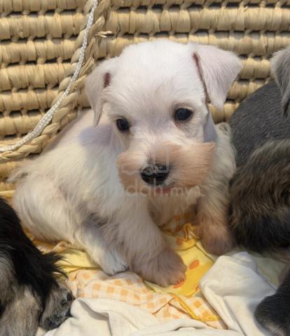 SCHNAUZER MINIATURE PUPPIES VIP80 🌻 雪纳瑞 Male - photo 6 of 6