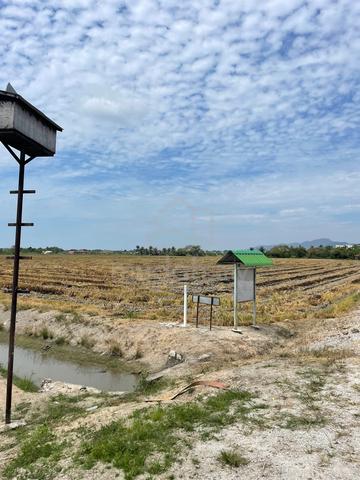 Tanah First Grade , Sawah Padi 4