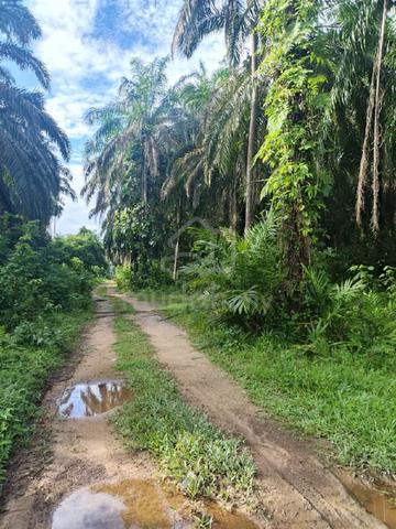 tanah kebun 1