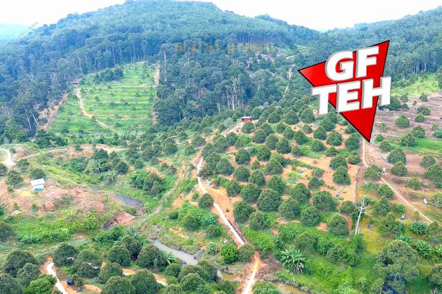 4.27 acre Residential Land|Durian Farm / Orchard| Kuala Kangsar| Perak 1