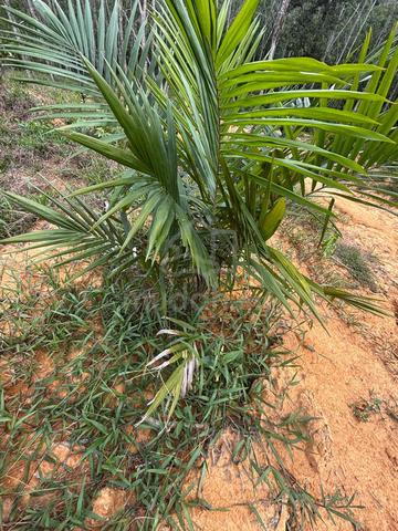 Plant with palm oil (6 months tree) 1