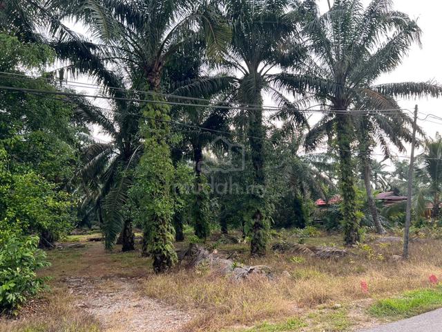 Kebun Sawit - Parit Raja, Batu Pahat 1