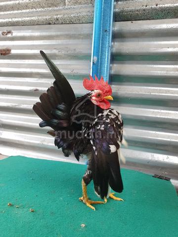 serama sepasang - photo 2 of 6