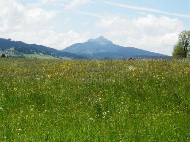 tanah pertanian 1