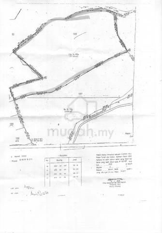 vacant land except old palm trees 1