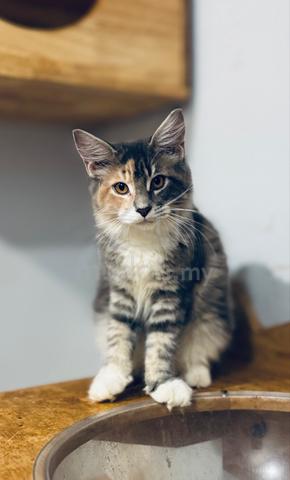 Carousel Image