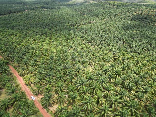 Near Bpj To Sidam Kiri Zoning Residential , Pokok Sawit Land For Sale 1