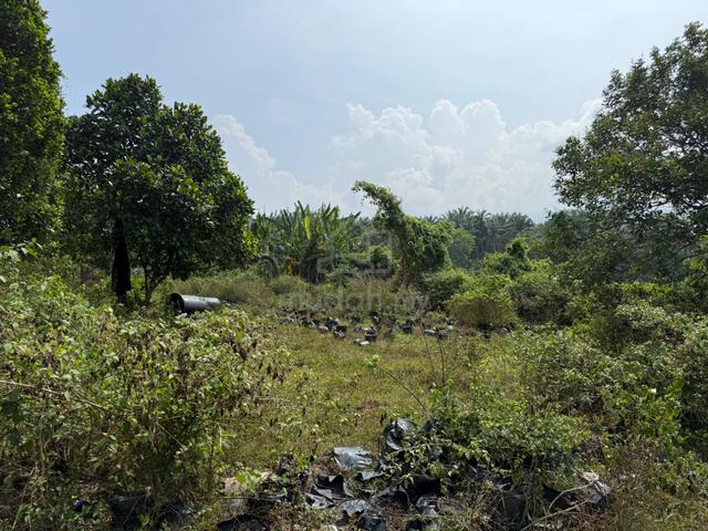 Beautiful Pantai Land Surrounded by Nature | Water & Electricity Ready 1