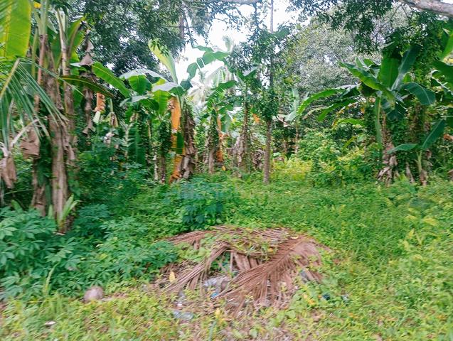 Land for rent  1
