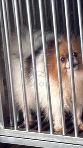 Pomeranian - photo 2 of 2