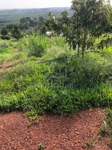 Yong Peng-Paloh Beside Main Road 9.89 Acre Durian Land 1