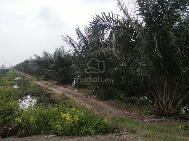 Tanah Sawit Untuk Dijual 1