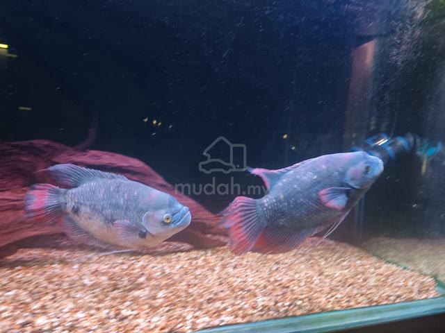 Carousel Image