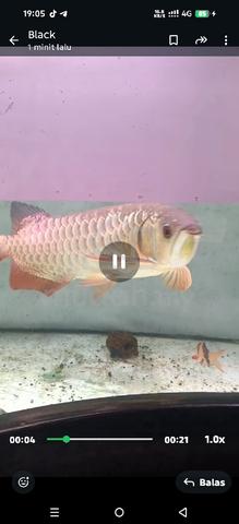Arowana golden heat - photo 3 of 4