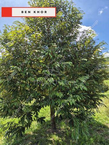 9.9 Acres | Durian Farm | Reserve Road | Lenggong | PERAK 4