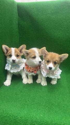 Carousel Image