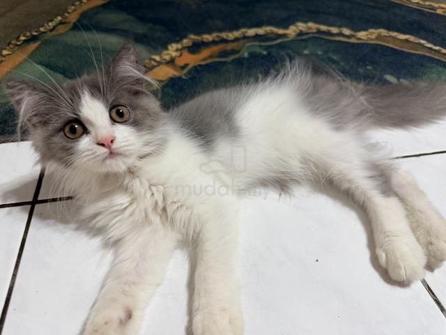 BSH Mix Persian Kitten to Rehome - photo 3 of 5
