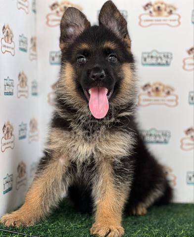 German Shepherd - photo 4 of 6