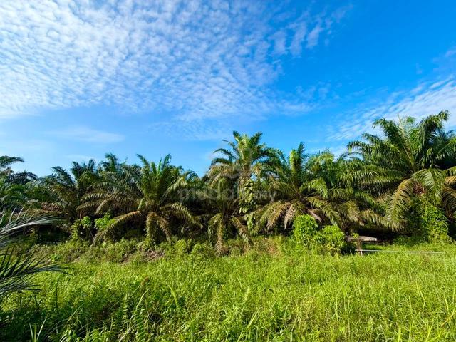 5.687 Acre Agriculture Land @ Pontian, Parit Abdul Rahman 1