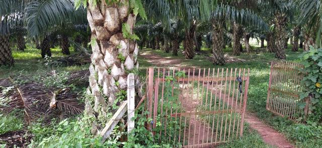Pokok sena Palm oil land 1