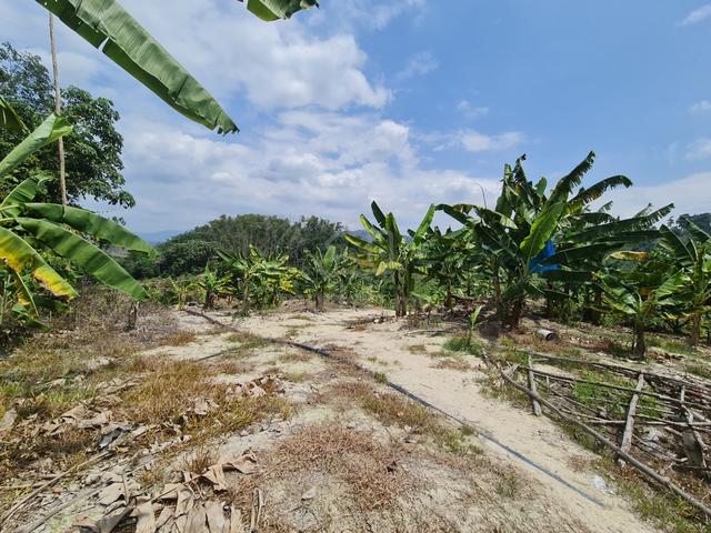 Agriculture Mukim Setul, Mantin, Negeri Sembilan 1