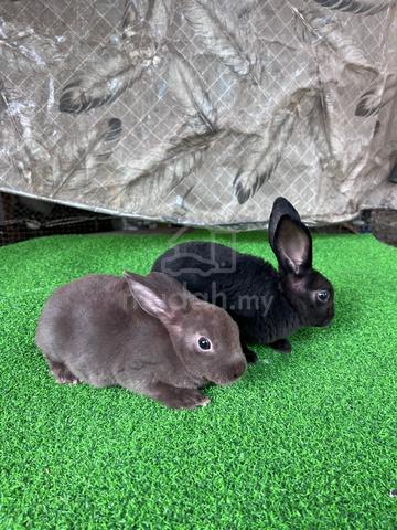 Arnab Rabbit Minirex Betina - photo 3 of 3