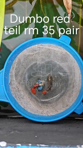 Carousel Image