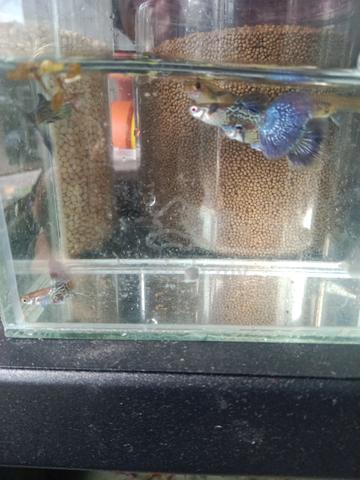 Carousel Image
