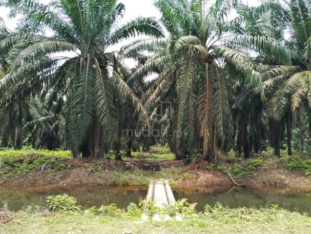 3 ekar Parit Jelutong 1