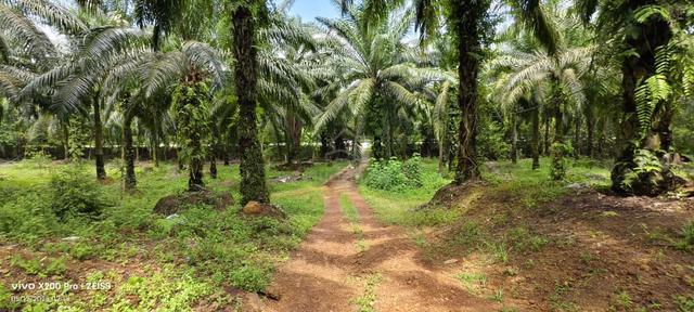Tanah Sawit 100.37 ekar Batu Kikir 1