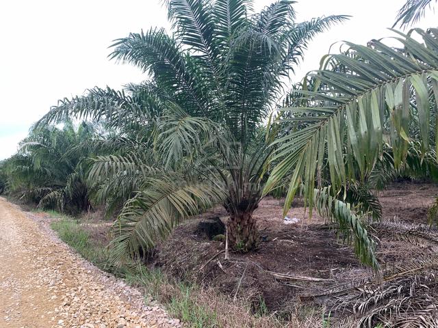 PONTIAN PARIT BENGKOK potential agricultural LAND FOR SALE 1