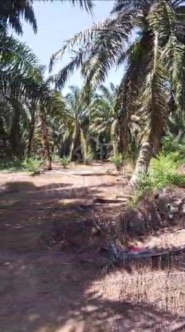 NEGO TANAH KEBUN UNTUK DIJUAL Mukim Parit Bakar, Muar 1