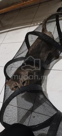 Kucing baka munchkin untuk dilepaskan  - photo 2 of 2