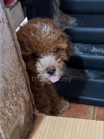 Pure Toy Poodle Brown - photo 2 of 6