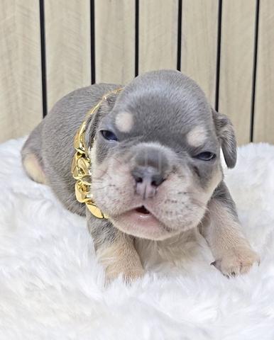 FRENCH BULLDOG PUPPIES VIP129🌻 boy lilac tan - photo 3 of 4