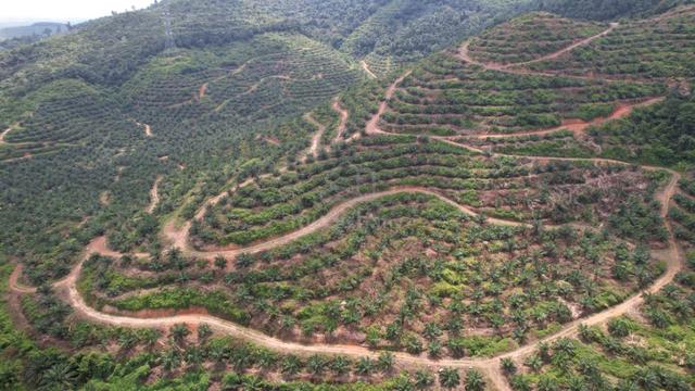 136.7 EKAR | 55 HEKTAR Palm Oil Estate Sawit Dangi Johol Kuala Pilah 1